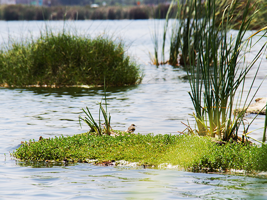 Humedal Pantanos de Villa