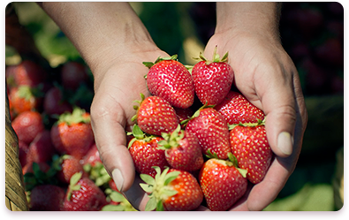 Las fresas de Huaura