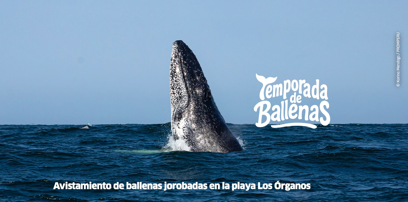 https://www.ytuqueplanes.com/imagenes/Ballenas jorobadas en el norte peruano: una experiencia natural imperdible