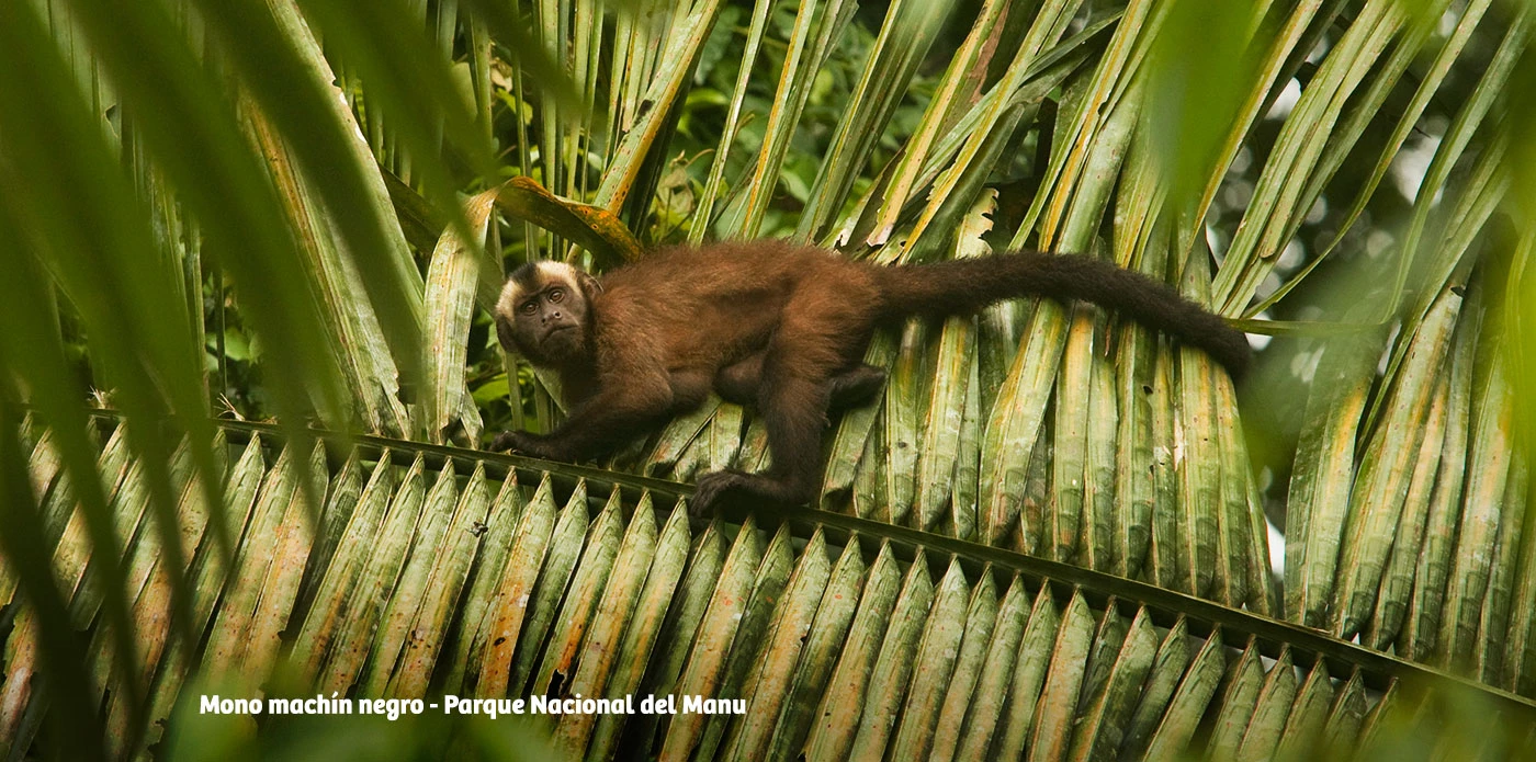 https://www.ytuqueplanes.com/imagenes/Puerto Maldonado: explora la paz y naturaleza del corazón amazónico.