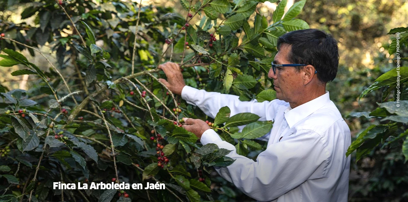 https://www.ytuqueplanes.com/imagenes/Explora la Ruta del Café en Jaén: una experiencia que despierta los sentidos