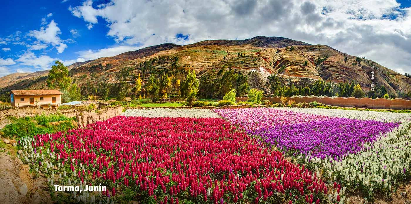 https://www.ytuqueplanes.com/imagenes/¿Un valle de flores que florece entre las montañas del Perú?