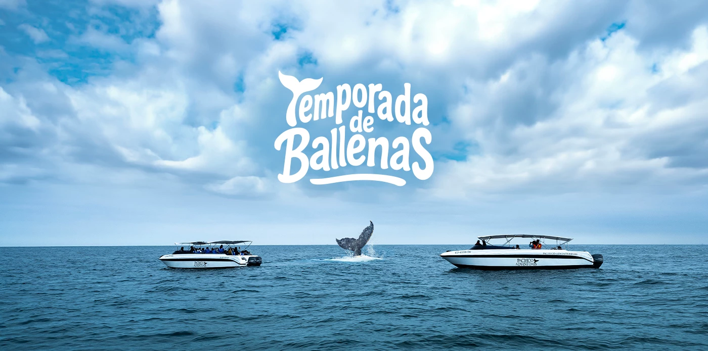 https://www.ytuqueplanes.com/imagenes/Vive el Avistamiento de Ballenas 2025 con respeto y conciencia
