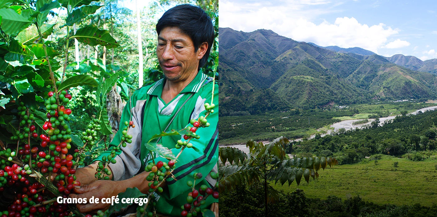 https://www.ytuqueplanes.com/imagenes/Descubre Chanchamayo, paraíso cafetalero y joya natural del Perú