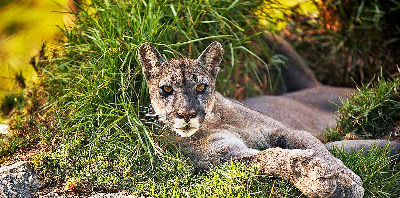https://www.ytuqueplanes.com/imagenes/¿Cuáles eran los animales sagrados de los Inkas?