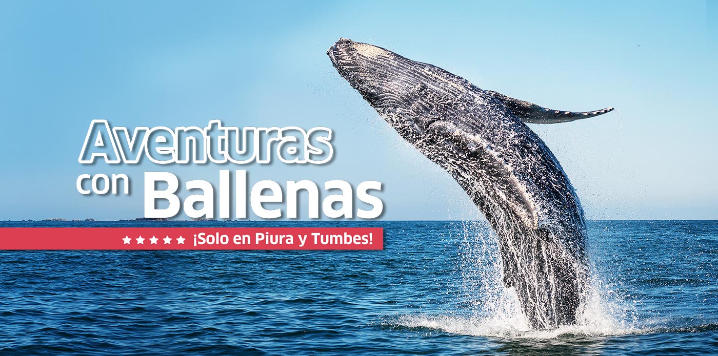 https://www.ytuqueplanes.com/imagenes/¡Disfruta la temporada de avistamiento de ballenas en el norte del Perú!