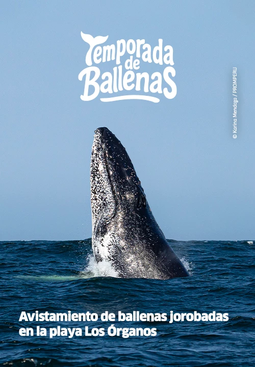 https://www.ytuqueplanes.com/imagenes/Ballenas jorobadas en el norte peruano: una experiencia natural imperdible