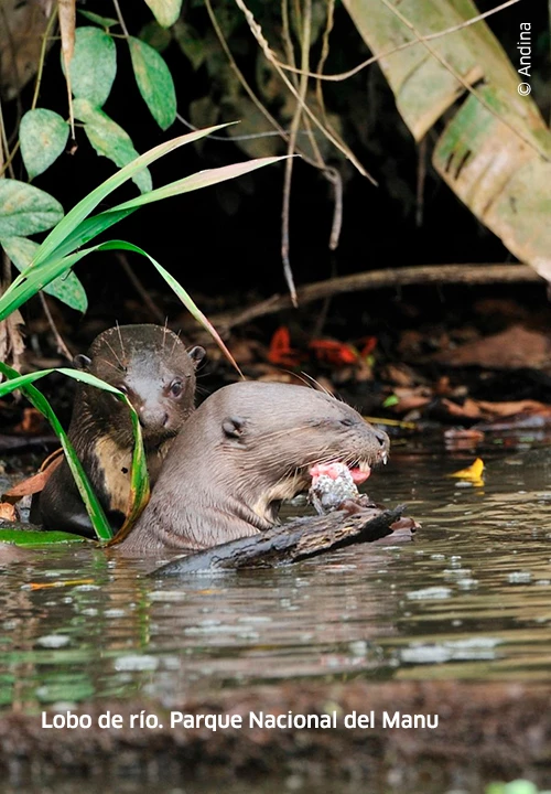 https://www.ytuqueplanes.com/imagenes/Puerto Maldonado: explora la paz y naturaleza del corazón amazónico.