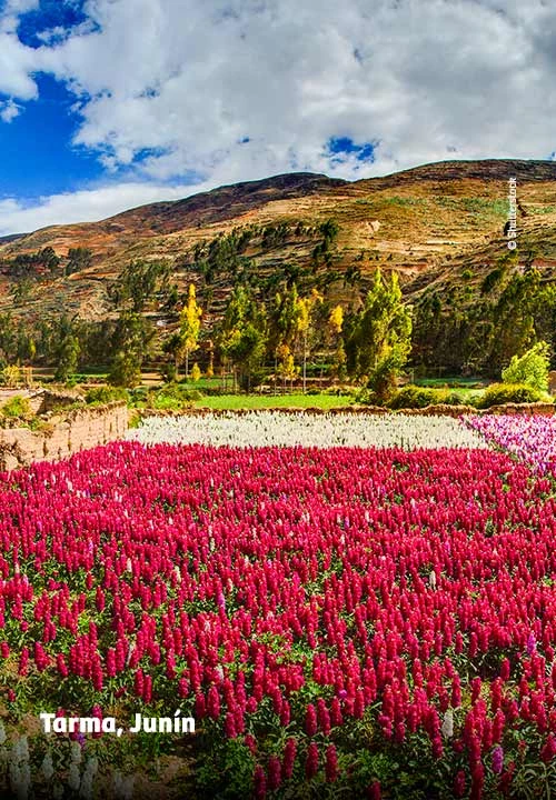 https://www.ytuqueplanes.com/imagenes/¿Un valle de flores que florece entre las montañas del Perú?