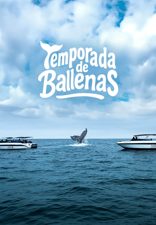 https://www.ytuqueplanes.com/imagenes/Vive el Avistamiento de Ballenas 2025 con respeto y conciencia