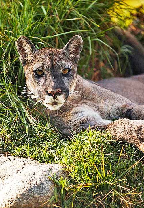 https://www.ytuqueplanes.com/imagenes/¿Cuáles eran los animales sagrados de los Inkas?