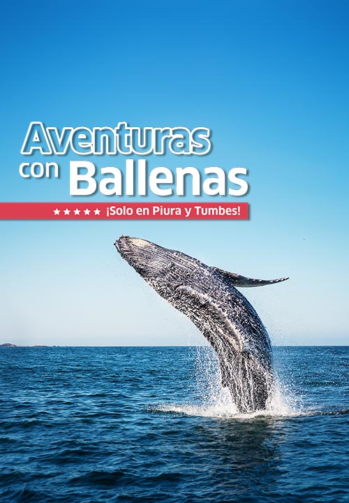 https://www.ytuqueplanes.com/imagenes/¡Disfruta la temporada de avistamiento de ballenas en el norte del Perú!