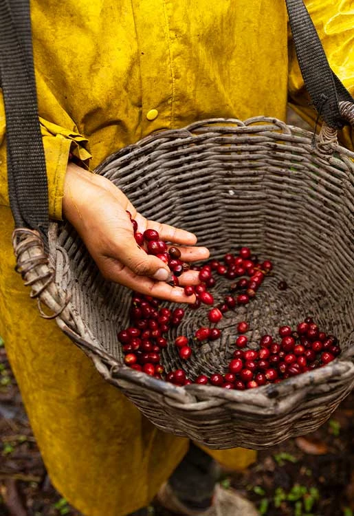 Productores de La Peca: Sabores auténticos de la Amazonía