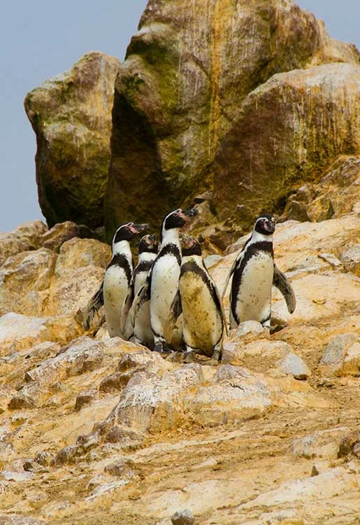 Reserva Nacional de Islas, Islotes y Puntas Guaneras - Punta Coles