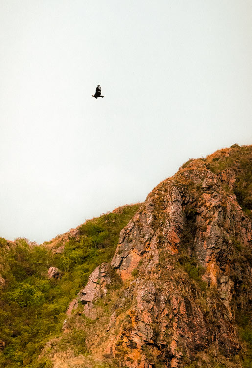 Mirador cóndores de Chonta