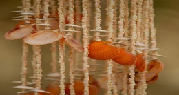 Día del Artesano Peruano - Tumbes 2026