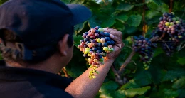 Celebración por el Día Nacional del Vino Peruano