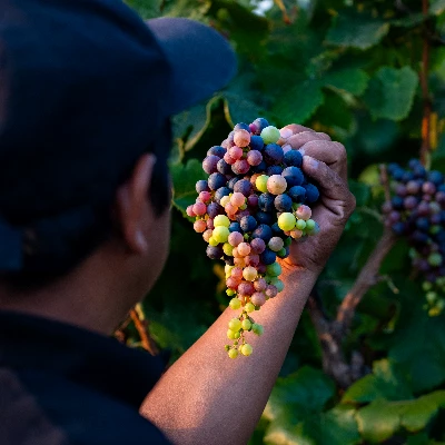 Celebración por el Día Nacional del Vino Peruano