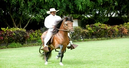Concurso Regional Oficial de Caballos de Paso Peruano