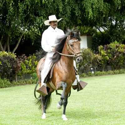 Concurso Regional Oficial de Caballos de Paso Peruano