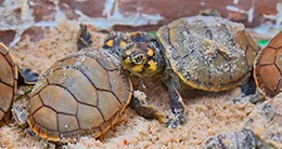 Liberación de Taricayas del Festival de Repoblamiento de Tortuga de agua dulce