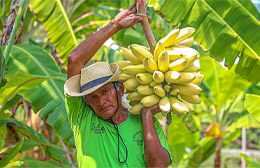 XXIV Festival del Plátano Maleño