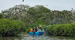 XXVIII Festival del Manglar - Tumbes 2024.
