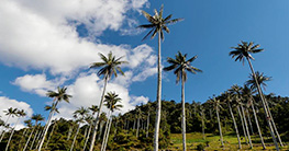 62° Aniversario del Parque Nacional de Cutervo