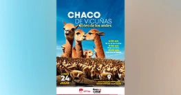 Festival de la Vicuña Pumawasi 2023