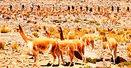 Festival Ecoturístico de Chaccu de Vicuñas