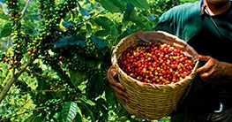 Expocafé Villa Rica