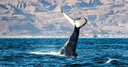 Festival Ballenas del Pacífico