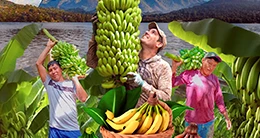 II Festival Regional del plátano y banano en Tingo María