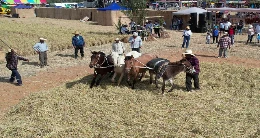 11.° Festival de la Cosecha del Arroz en Cocachacra