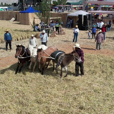 11.° Festival de la Cosecha del Arroz en Cocachacra