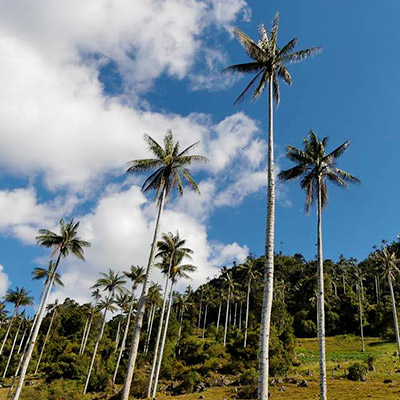 62° Aniversario del Parque Nacional de Cutervo