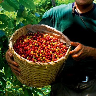 Expocafé Villa Rica