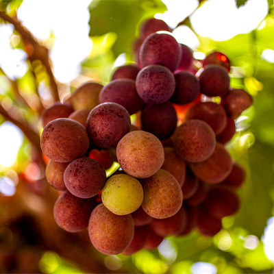 Ruta del pisco y vino Aquijeño