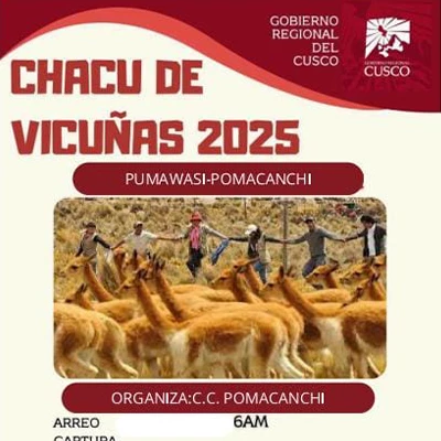 Chaccu de Vicuñas 2025