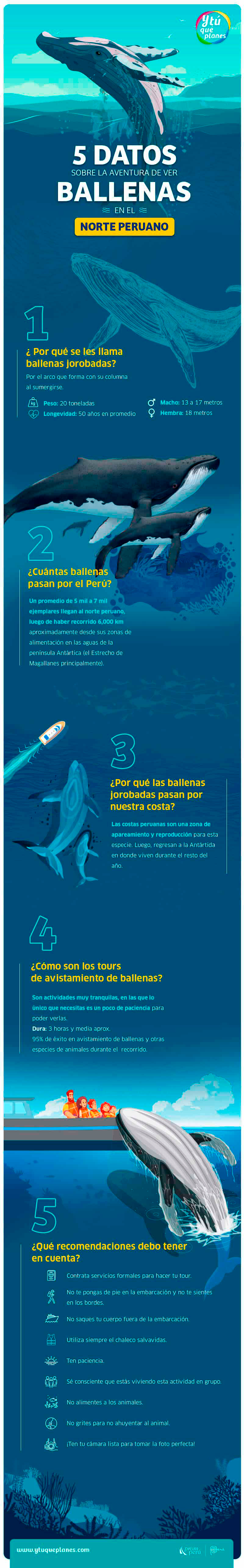 Avistamiento de ballenas jorobadas: conoce todo acerca de esta increíble actividad en el norte del Perú