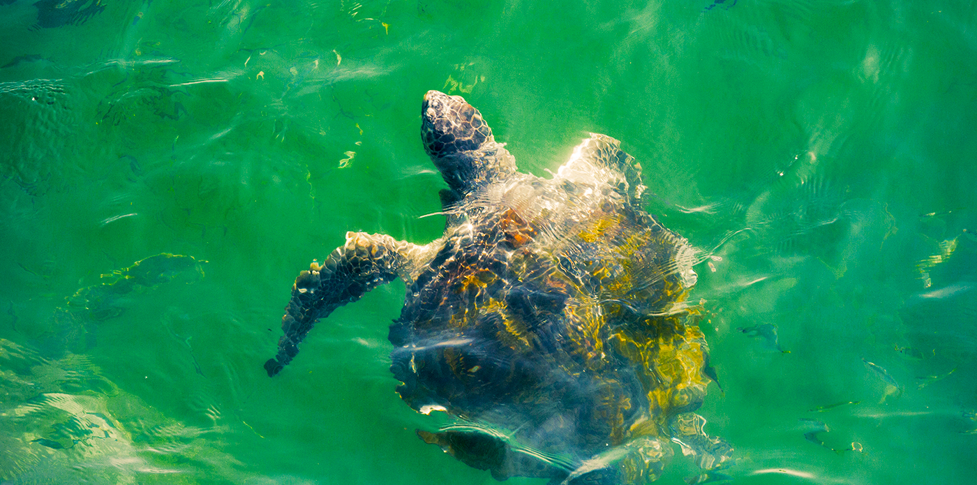 https://www.ytuqueplanes.com/imagenes/¡Vive la experiencia nado con tortugas en el Ñuro!
