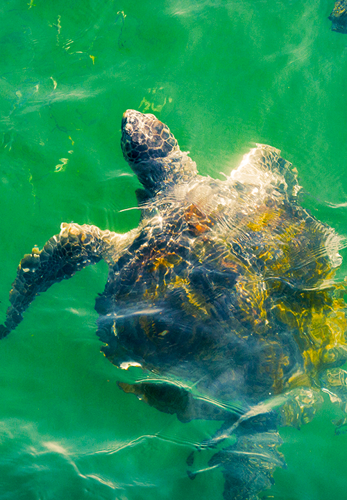 https://www.ytuqueplanes.com/imagenes/¡Vive la experiencia nado con tortugas en el Ñuro!