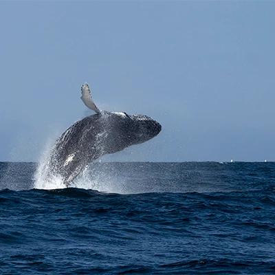 Ballenas jorobadas en el norte peruano: una experiencia natural imperdible
