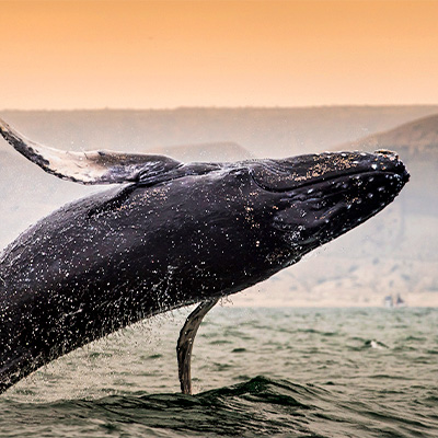 Avistamiento de ballenas jorobadas: conoce todo acerca de esta increíble actividad en el norte del Perú