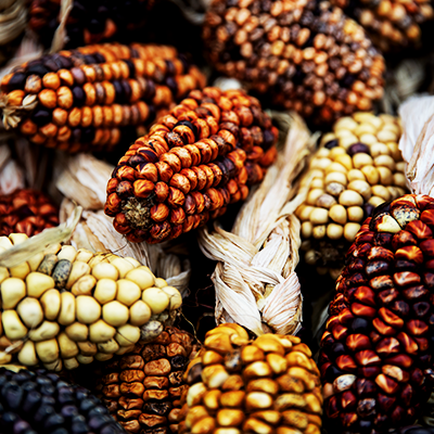 Maíz peruano, un tesoro histórico y nutritivo de nuestra gastronomía