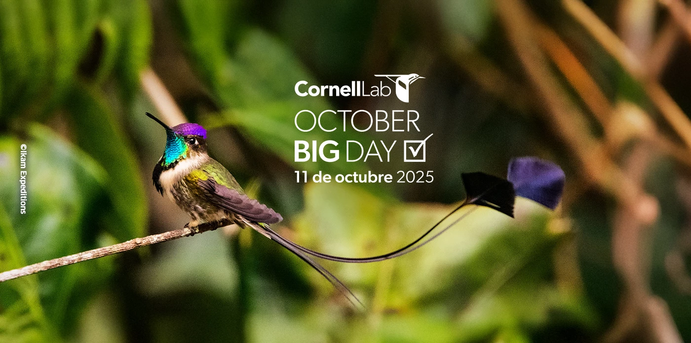 ¡Perú va por el primer lugar en el October Big Day!