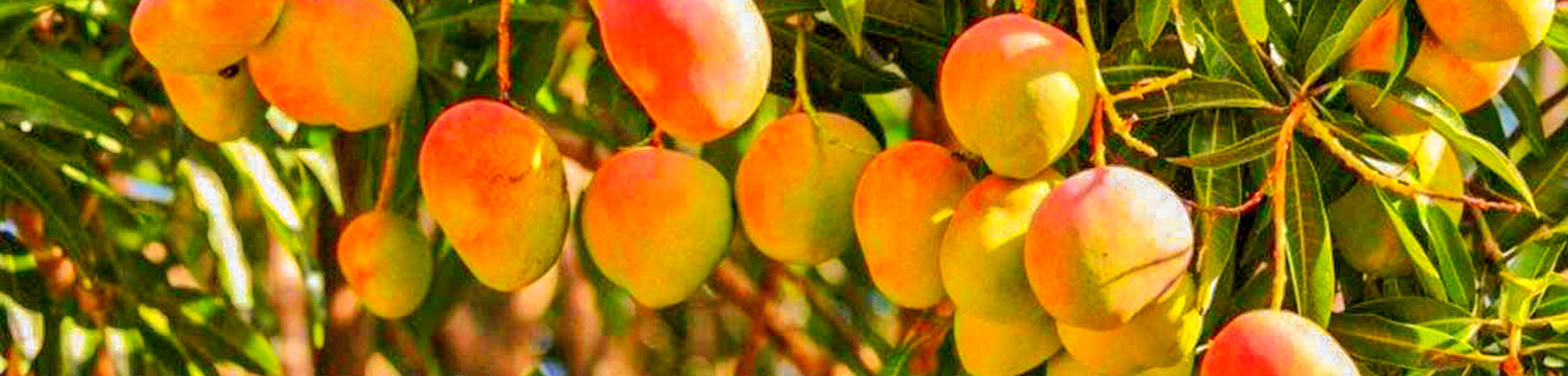 ¡Nasca celebra la 28º edición del Festival del Mango del 11 al 19 de febrero!