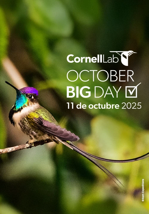 ¡Perú va por el primer lugar en el October Big Day!