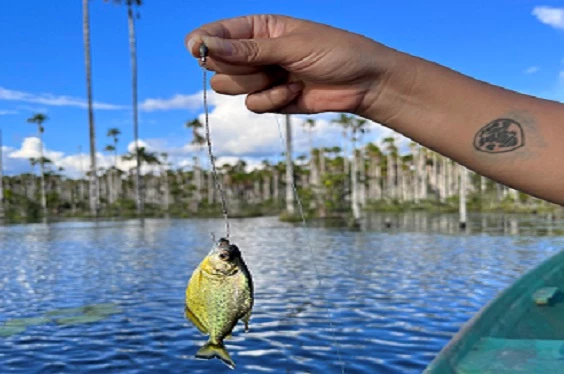 Tambopata Pesca Pirañas
