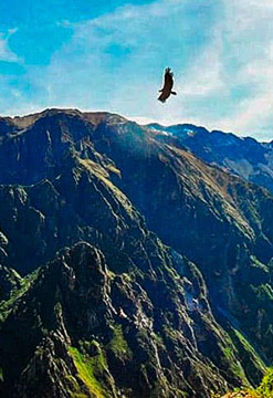 Cañón del Colca en Arequipa